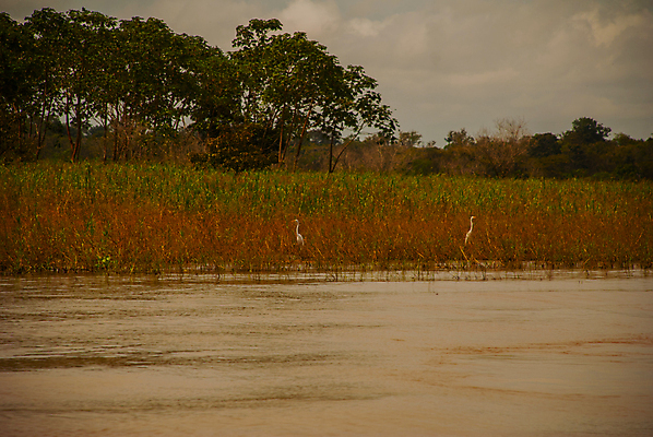 포토 JPG 해외이미지 나무 식물 백그라운드 잎 자연 하늘 주택 손바닥 풍경 사람없음 초록색 물 여름 파란색 강 환경 미국 봄 흐름 보트 개울 행운 남아메리카 보호 숲 오두막 열대우림 지역 브라질 남쪽 아마존 브라질사람 해외포토 자연요소 손 계절 컬러 컨셉 북아메리카 배_교통 아메리카 건물 방향 생태계 파일형식 이미지허브