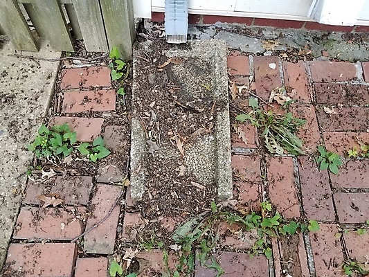 포토 JPG 해외이미지 잎 벽돌 사람없음 야외 잡초 떨어짐 파편 먼지 도토리 해외포토 식물 컨셉 견과류 파일형식 이미지허브