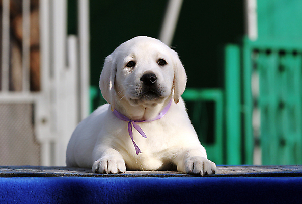 포토 JPG 해외이미지 응시 행복 어린이 놀이 탁자 사람없음 파란색 반려동물 노란색 귀여움 기쁨 개 리트리버 달콤 강아지 래브라도리트리버 위치 창백 기르기 유래 해외포토 동물 시선 감정 컬러 가구 컨셉 포유류 사람 맛 돌봄 파일형식 이미지허브