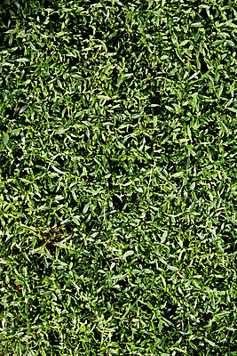 포토 JPG 해외이미지 식물 스포츠 백그라운드 밭 골프 자연 벽지 추상 풍경 잔디 사람없음 야외 가로 초록색 여름 컬러풀 햇빛 환경 정원 축구 고요 경기장 봄 공백 카펫 활발 젖음 야구 성장 떨어짐 소프트포커스 땅 순수 서비스 에코 질감 뒤뜰 인공 해외포토 계절 컬러 컨셉 무늬 농업 스포츠시설 촬영기법 태양 구기 생태계 파일형식 이미지허브