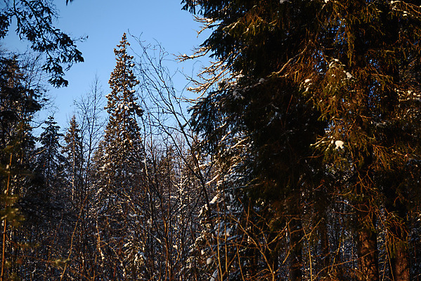 포토 JPG 해외이미지 나무 계절 공원 백그라운드 겨울 자연 하늘 날씨 그림자 풍경 사람없음 야외 목재 파란색 빛 태양 냉동 얼음 추위 흰색 나뭇가지 시골 신선 소나무 점 숲 12월 서리 러시아 장면 나무껍질 북쪽 침엽수 전나무 1월 2월 눈내림 해외포토 자연요소 식물 공공시설 유럽 컬러 재료 눈_날씨 껍질 날짜 방향 생태계 파일형식 이미지허브