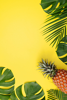 포토 JPG 해외이미지 실내 사람없음 하이앵글 파인애플 열대과일 노란배경 몬스테라 열대잎 카피스페이스 제철과일 해외포토 식물 뷰포인트 백그라운드 잎 과일 내부 노란색 공백 제철 파일형식 이미지허브