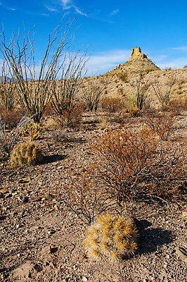 포토 JPG 해외이미지 나무 식물 꽃 야생동물 분홍색 여행 백그라운드 북아메리카 꽃무늬 자연 날씨 선인장 건조 풍경 사람없음 초록색 물 컬러풀 세계 보라색 미국 사막 뜨거움 액체 냄비 숲 척추 내추럴 해외포토 자연요소 동물 컬러 무늬 뼈 아메리카 솥 생태계 파일형식 이미지허브
