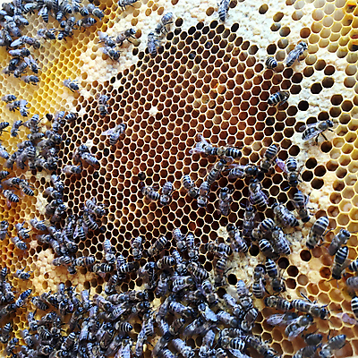 포토 JPG 해외이미지 모양 동물 라이프스타일 음식 곤충 백그라운드 패턴 자연 프레임 세포 사람없음 약 노란색 머리빗 업무 황금 달콤 꿀벌 벌 묘사 질감 바쁨 꽃가루 육각형 꿀 고무 여왕 벌집 내추럴 고립 밀랍 양봉 양봉장 어려움 왁스 진짜 폴리곤 해외포토 도형 컬러 무늬 의학 생활 미용용품 작업 맛 벌_곤충 가루 생태계 파일형식 이미지허브