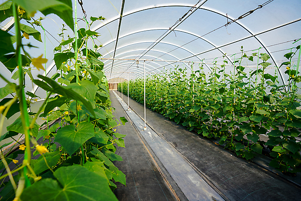포토 JPG 해외이미지 식물 꽃 산업 음식 잎 밭 농업 채소 자연 오이 실내 건강 사람없음 초록색 농작물 햇빛 농장 노란색 정원 수확 성장 신선 유기농 원예 내추럴 밭일 온실 세련 해외포토 웰빙 컬러 취미 내부 태양 생태계 파일형식 이미지허브