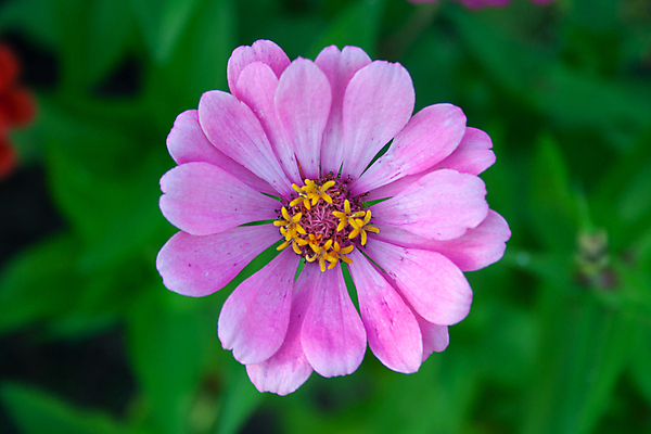 포토 JPG 해외이미지 식물 디자인 계절 공원 꽃잎 꽃 분홍색 백그라운드 잎 꽃무늬 자연 추상 사람없음 야외 빨간색 초록색 컬러풀 노란색 머리 정원 보라색 봄 활발 벚꽃 흰색 신선 원형 개화 원예 강렬 해외포토 도형 공공시설 컬러 컨셉 무늬 취미 신체부위 생태계 파일형식 이미지허브