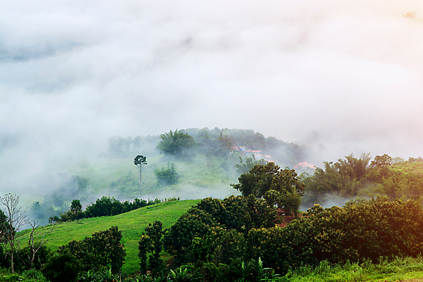 포토 JPG 해외이미지 나무 백그라운드 밭 농업 자연 아침 산 풍경 사람없음 야외 초록색 야자수 농가 평화 일출 봄 안개 시골 땅 언덕 뿌연 해외포토 주간 식물 계절 산업 컬러 컨셉 날씨 농장 노을 생태계 파일형식 이미지허브