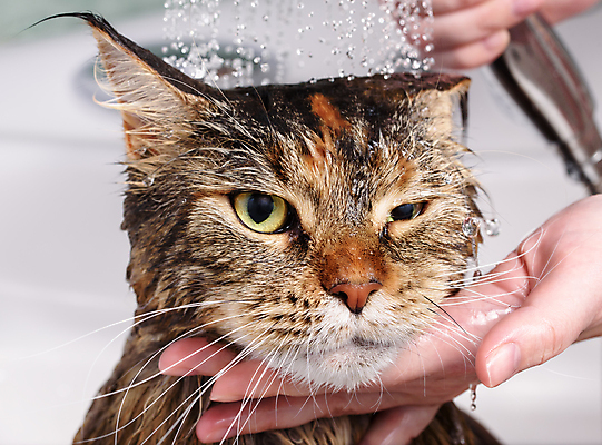 포토 JPG 해외이미지 동물 한마리 손 신체부위 고양이 목욕 젖음 욕실 펫케어 반려묘 메인쿤 해외포토 1 포유류 관리 사람 반려동물 청결 파일형식 이미지허브