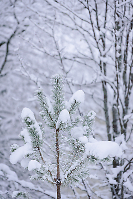 포토 JPG 해외이미지 주간 겨울 풍경 사람없음 야외 아웃포커스 나뭇가지 눈 상고대 겨울풍경 해외포토 자연요소 나무 계절 날씨 촬영기법 서리 파일형식 이미지허브