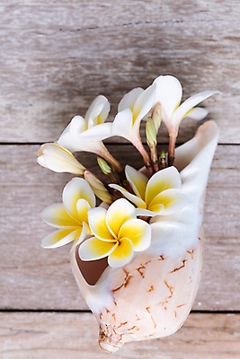 포토 JPG 해외이미지 식물 디자인 꽃잎 꽃 꽃다발 백그라운드 잎 꽃무늬 자연 사람없음 목재 장식 노란색 우주 꽃병 스파 수확 벚꽃 껍질 흰색 나뭇가지 마사지 개화 우아함 묘사 이국적 카피스페이스 해외포토 나무 컬러 컨셉 무늬 농업 재료 공백 생태계 파일형식 이미지허브