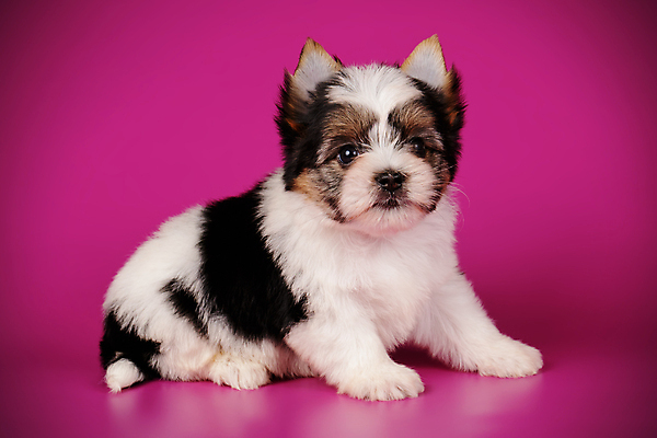 포토 JPG 해외이미지 동물 1 행복 새끼 백그라운드 새로움 털 미소 사람없음 빨간색 반려동물 귀여움 검은색 거울 흰색 개 달콤 강아지 작음 요크셔테리어 테리어 활 솜털 송곳니 기르기 비버 삼색 해외포토 감정 컬러 컨셉 포유류 표정 맛 치아 크기 돌봄 파일형식 이미지허브