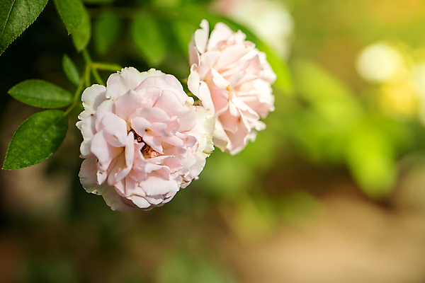 포토 JPG 해외이미지 식물 계절 꽃 분홍색 백그라운드 잎 밭 비즈니스 자연 불꽃 선물 사랑 풍경 사람없음 야외 장식 빨간색 초록색 여름 햇빛 장미 노란색 상점 봄 벚꽃 가을 흰색 그룹 시장 허브 주기 원예 제비 해외포토 감정 컬러 농업 모션 조류 불 취미 태양 생태계 파일형식 이미지허브