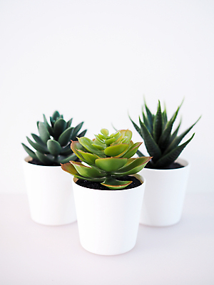 포토 JPG 해외이미지 나무 식물 디자인 계절 화초 백그라운드 잎 농업 자연 선인장 주택 실내 건강 사람없음 내부 장식 초록색 여름 환경 정원 봄 성장 벚꽃 흰색 가시 냄비 작음 수집 오브젝트 유기농 날카로움 내추럴 고립 이국적 해외포토 웰빙 꽃 산업 컬러 건물 솥 크기 생태계 파일형식 이미지허브