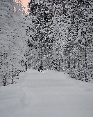 포토 JPG 해외이미지 주간 한마리 유럽 야생동물 겨울 사슴 핀란드 풍경 사람없음 야외 숲 눈덮임 해외포토 자연요소 동물 1 계절 나라 컨셉 포유류 북유럽 파일형식 이미지허브