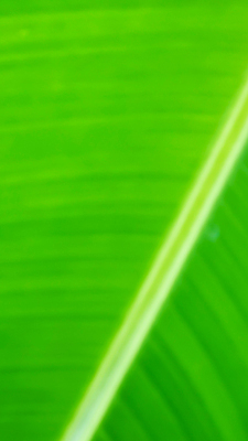 포토 JPG 해외이미지 템플릿 디자인 파도 백그라운드 잎 패턴 곡선 일러스트 자연 벽지 추상 미래 창조 미술 경사 사람없음 가로 초록색 빛 컬러풀 햇빛 우주 맑음 수중 공백 흐름 흰색 매끈함 소프트포커스 질감 보케 심플 부드러움 비네팅 깊이 블러 터키석 카피스페이스 해외일러스트 식물 선 바다 컬러 컨셉 무늬 날씨 문화예술 촬영기법 태양 감각 보석 생태계 파일형식 이미지허브