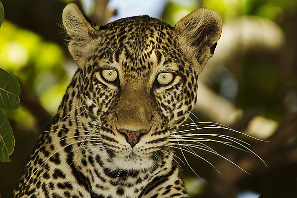 포토 JPG 해외이미지 주간 한마리 응시 야생동물 자연 사람없음 야외 아웃포커스 맹수 풀숲 표범 남아프리카 보츠와나 해외포토 자연요소 동물 1 시선 포유류 아프리카 촬영기법 숲 생태계 파일형식 이미지허브