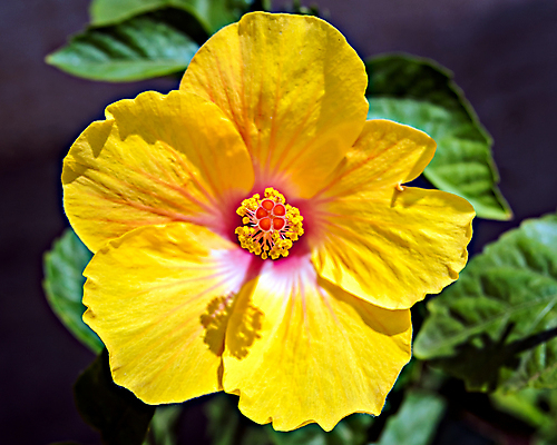 포토 JPG 해외이미지 식물 계절 꽃잎 꽃 줄기 분홍색 백그라운드 잎 꽃무늬 오렌지 자연 사람없음 빨간색 초록색 컬러풀 노란색 정원 봄 벚꽃 신선 닫기 낟알 싱글 꽃가루 붓꽃 내추럴 꽃수술 히비스커스 해외포토 컬러 무늬 과일 모션 가루 생태계 파일형식 이미지허브