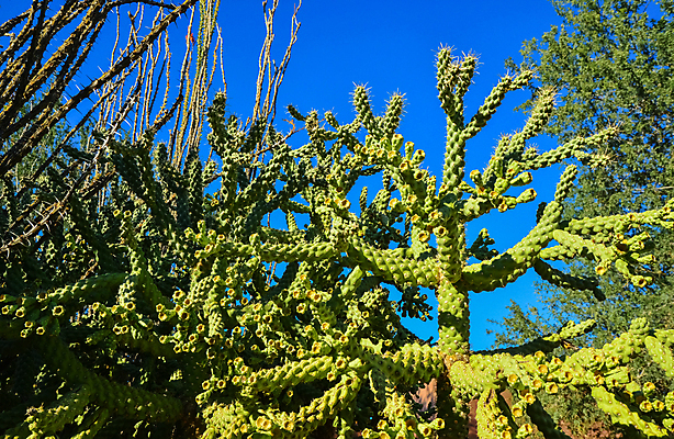 포토 JPG 해외이미지 식물 꽃 과일 자연 선인장 통 사람없음 야외 초록색 노란색 환경 정원 미국 사막 벚꽃 신선 고리 가시 질감 날카로움 애리조나 내추럴 해외포토 컬러 북아메리카 생태계 파일형식 이미지허브
