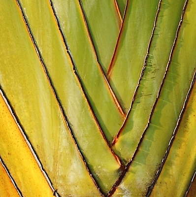 포토 JPG 해외이미지 모양 나무 식물 선 백그라운드 잎 패턴 손바닥 사람없음 초록색 햇빛 질감 대칭 특별함 해외포토 손 컬러 컨셉 무늬 태양 파일형식 이미지허브