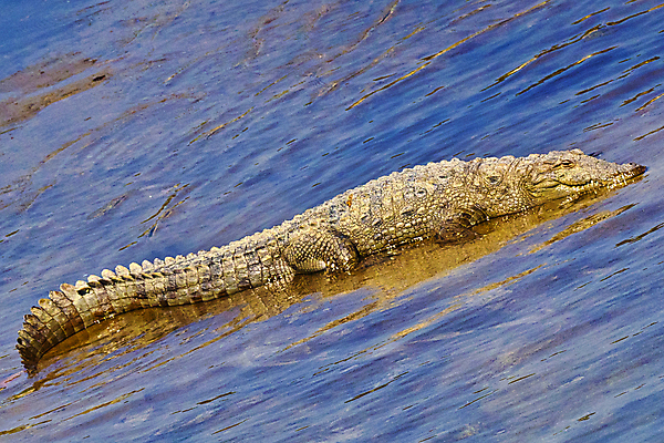 포토 JPG 해외이미지 동물 척추동물 아시아 야생동물 파충류 자연 국립공원 사람없음 초록색 환경 목욕 젖음 다양 보호 습지 숲 생태계 생물학 악어 네팔 서식지 동물상 무료 보호구역 생태학 해외포토 공원 교육 나라 컬러 다수 컨셉 조형물 청결 구역 파일형식 이미지허브