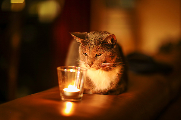 포토 JPG 해외이미지 동물 1 응시 얼굴 생각 촛불 포유류 불 불꽃 주택 실내 그림자 사람없음 내부 장식 빛 반려동물 노란색 검은색 고양이 어둠 꿈 분위기 야간 편안함 모피 호기심 문학 마법 빛망울 연소 복잡 안락 해외포토 자연요소 시선 감정 컬러 컨셉 초 건물 신체부위 감각 파일형식 이미지허브