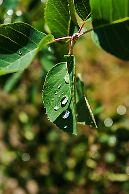 포토 JPG 해외이미지 식물 백그라운드 잎 자연 아침 사람없음 초록색 물 신선 떨어짐 이슬 해외포토 주간 자연요소 컬러 컨셉 생태계 파일형식 이미지허브