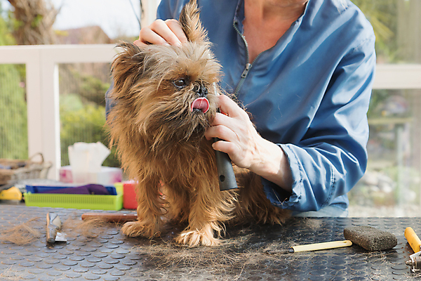 포토 JPG 해외이미지 탁자 실내 한명 앉기 반려동물 개 혀 돌봄 애견미용 해외포토 동물 1 가구 포유류 모션 사람 내부 뷰티 입 파일형식 이미지허브