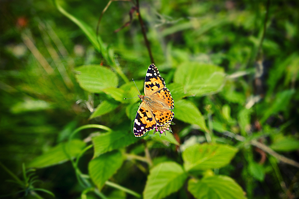 포토 JPG 해외이미지 식물 동물 꽃 나비 곤충 꽃무늬 패턴 날개 오렌지 자연 앉기 사람없음 초록색 여름 파란색 컬러풀 햇빛 갈색 정원 검은색 들꽃 벚꽃 흰색 점 그리기 담요 복잡 수유 해외포토 계절 컬러 컨셉 무늬 과일 모션 태양 생태계 파일형식 이미지허브