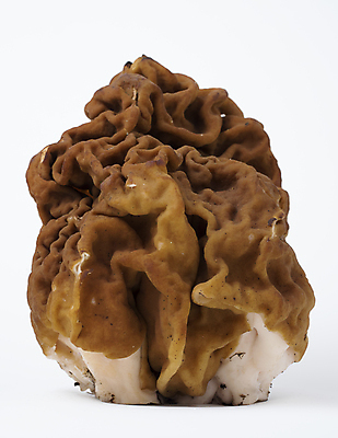 포토 JPG 해외이미지 나무 식물 계절 오렌지 자연 이끼 사람없음 야외 초록색 갈색 노란색 버섯 봄 성장 숲 묘사 유기농 날것 통나무 나무껍질 내추럴 곰팡이 그물버섯 캡모자 해외포토 모자_잡화 웰빙 컬러 과일 껍질 생태계 파일형식 이미지허브