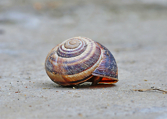 포토 JPG 해외이미지 주간 한마리 사람없음 야외 아웃포커스 껍질 땅 달팽이집 숨기 해외포토 자연요소 1 모션 촬영기법 파일형식 이미지허브