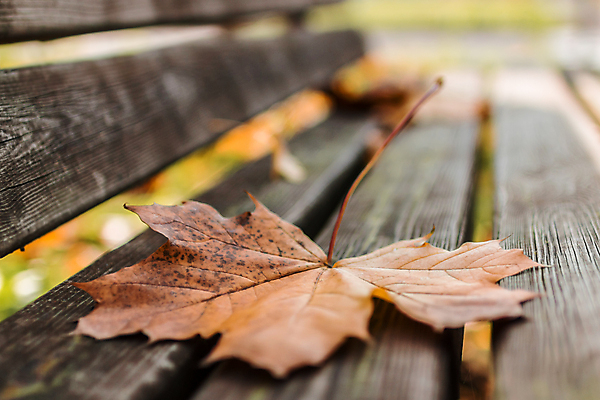 포토 JPG 해외이미지 식물 계절 꽃 잎 겨울 자연 바람 요정 사람없음 햇빛 태양 가을 숲 생태계 생태학 해외포토 자연요소 교육 날씨 파일형식 이미지허브