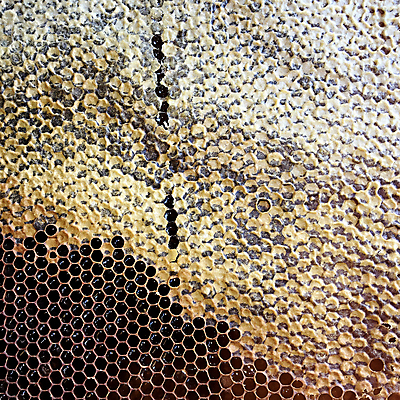 포토 JPG 해외이미지 모양 동물 라이프스타일 음식 곤충 백그라운드 패턴 자연 프레임 세포 사람없음 약 노란색 머리빗 업무 황금 달콤 꿀벌 묘사 질감 바쁨 꽃가루 육각형 꿀 고무 여왕 벌집 내추럴 고립 밀랍 양봉 양봉장 어려움 왁스 진짜 폴리곤 해외포토 도형 컬러 무늬 의학 생활 미용용품 작업 맛 벌_곤충 가루 생태계 파일형식 이미지허브