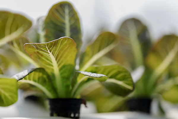 포토 JPG 해외이미지 식물 손 디자인 계절 음식 백그라운드 잎 농업 다이어트 채소 재료 자연 탁자 양파 건강 요리 사람없음 목재 빨간색 초록색 여름 농장 바구니 우주 정원 샐러드 수확 가을 시골 신선 그룹 시장 농부 먹기 허브 유기농 원예 날것 모음 내추럴 채식주의자 비건 해외포토 나무 직업 웰빙 산업 컬러 가구 모션 취미 신체부위 생태계 채식 파일형식 이미지허브