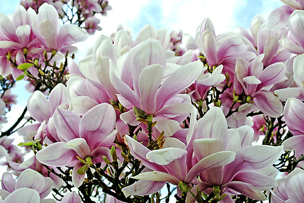 포토 JPG 해외이미지 주간 풍경 사람없음 야외 봄 목련 해외포토 자연요소 계절 꽃 파일형식 이미지허브