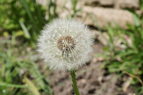 포토 JPG 해외이미지 식물 계절 꽃 줄기 백그라운드 자연 씨앗 사람없음 초록색 빛 봄 성장 흰색 신선 민들레 불기 퍼프 솜털 해외포토 컬러 모션 생태계 파일형식 이미지허브