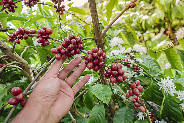 포토 JPG 해외이미지 나무 식물 열매 산업 아시아 커피 음료 음식 백그라운드 잎 농업 과일 자연 콩 사람없음 야외 가로 빨간색 초록색 농작물 농장 수확 성장 나뭇가지 신선 굽기 유기농 날것 따뜻한음료 밭일 생태학 숙성 아라비카 카페인 해외포토 웰빙 교육 나라 컬러 곡류 구이 생태계 파일형식 이미지허브