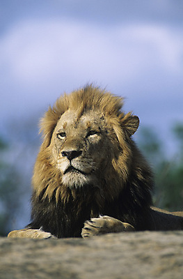 포토 JPG 해외이미지 한마리 야생동물 포유류 아프리카 자연 휴식 털 사람없음 야외 눕기 고양이 사자 대표 경계 게으름 경보 해외포토 동물 1 나라 컨셉 모션 반려동물 생태계 파일형식 이미지허브