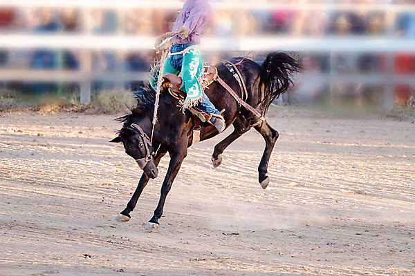 포토 JPG 해외이미지 동물 남자 밧줄 스포츠 포즈 모션 이벤트 사람없음 달러 점프 가축 경쟁 경기장 공연 시골 자신감 거친 승마 카우보이 호주 승차 주식 위험 속도 먼지 안장 로데오 라이더 서쪽 어려움 오지 해외포토 감정 줄 컨셉 돈 스포츠시설 사람 금융 오세아니아 방향 파일형식 이미지허브
