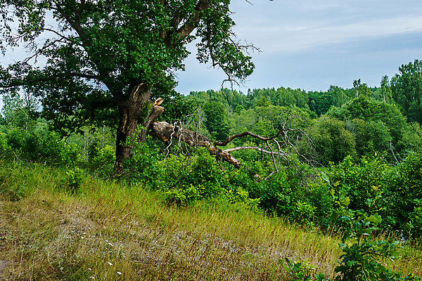 포토 JPG 해외이미지 나무 식물 계절 공원 백그라운드 밭 자연 하늘 날씨 건조 풍경 사람없음 야외 목재 햇빛 갈색 우주 맑음 나뭇가지 시골 숲 큼 장면 아몬드 내추럴 옛날 해외포토 공공시설 컬러 농업 재료 태양 견과류 크기 생태계 파일형식 이미지허브