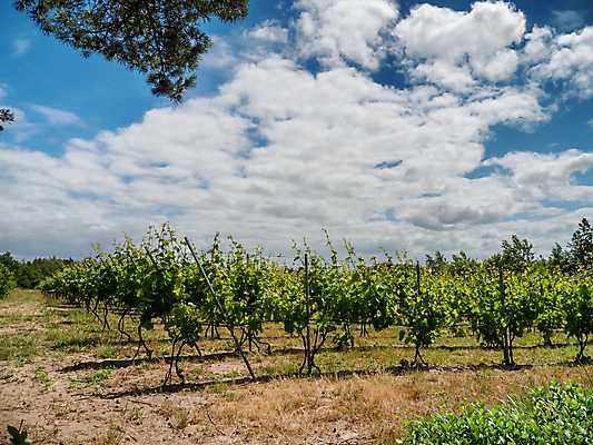 포토 JPG 해외이미지 식물 음식 백그라운드 밭 농업 자연 포도 덴마크 풍경 사람없음 빨간색 초록색 여름 태양 농장 노란색 환경 와인 일몰 성장 시골 뜨거움 포도밭 포도나무 내추럴 생태학 양조장 해외포토 자연요소 계절 교육 산업 컬러 과일 주류 북유럽 노을 과일나무 생태계 파일형식 이미지허브