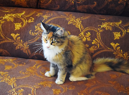 포토 JPG 해외이미지 동물 응시 얼굴 야생동물 백그라운드 오렌지 포유류 발 털 노르웨이 앉기 성인 사람없음 초록색 반려동물 눕기 머리 검은색 고양이 줄무늬 흰색 숲 큼 모피 솜털 거인 내추럴 기르기 동물상 시베리아 인기 해외포토 시선 유럽 컬러 무늬 과일 모션 사람 신체부위 조형물 크기 돌봄 파일형식 이미지허브