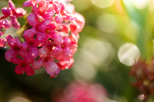 포토 JPG 해외이미지 식물 디자인 계절 꽃잎 꽃 분홍색 꽃다발 백그라운드 꽃무늬 패턴 자연 사람없음 초록색 컬러풀 보라색 봄 성장 벚꽃 신선 질감 만들기 내추럴 해외포토 컬러 무늬 모션 생태계 파일형식 이미지허브