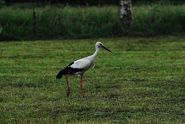 포토 JPG 해외이미지 나무 동물 야생동물 농업 자연 조류 서기 사람없음 야외 초록색 농장 걷기 검은색 흰색 내추럴 동물상 밭일 해외포토 식물 산업 컬러 모션 조형물 생태계 파일형식 이미지허브