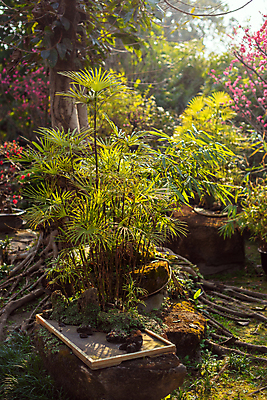 포토 JPG 해외이미지 모양 나무 식물 전통 디자인 아시아 문화 화초 선 잎 자연 미술 동양인 취미 사람없음 목재 장식 초록색 햇빛 정원 중국 미니어처 성장 나뭇가지 냄비 작음 원예 뿌리 상록수 분재 미니 옛날 유칼립투스 해외포토 나라 컬러 재료 문화예술 인종 태양 모형 솥 크기 생태계 파일형식 이미지허브