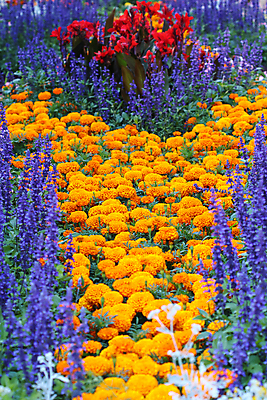 포토 JPG 해외이미지 식물 디자인 꽃잎 꽃 꽃무늬 밭 오렌지 자연 잔디 사람없음 야외 장식 가로 파란색 컬러풀 노란색 환경 정원 봄 카펫 활발 성장 침대 도시 꽃집 원예 서식 조경 화단 일반 강렬 정중 해외포토 계절 컬러 가구 컨셉 무늬 농업 과일 취미 상점 생태계 파일형식 이미지허브