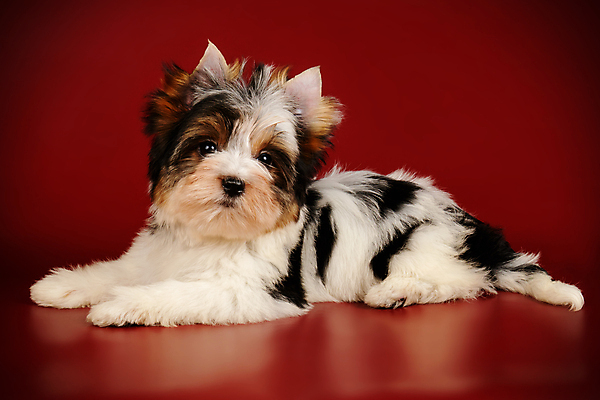 포토 JPG 해외이미지 동물 1 행복 새끼 백그라운드 새로움 털 미소 사람없음 빨간색 반려동물 귀여움 검은색 거울 흰색 개 달콤 강아지 작음 요크셔테리어 테리어 활 솜털 송곳니 기르기 비버 삼색 해외포토 감정 컬러 컨셉 포유류 표정 맛 치아 크기 돌봄 파일형식 이미지허브