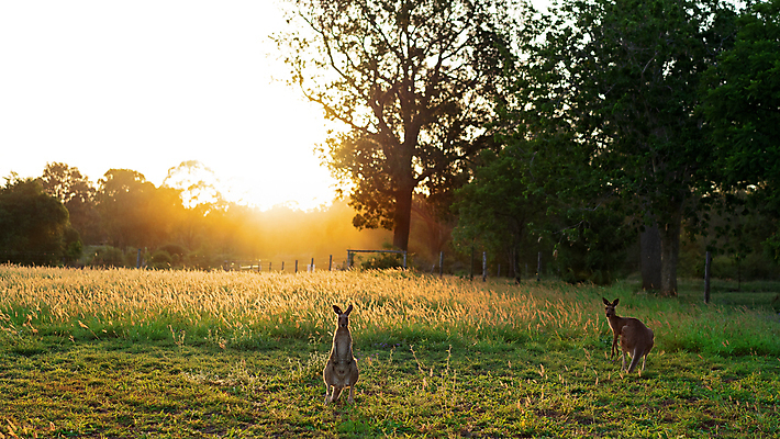 포토 JPG 해외이미지 동물 응시 공원 야생동물 백그라운드 2 오렌지 포유류 자연 하늘 서기 풍경 사람없음 야외 빨간색 초록색 여름 빛 컬러풀 태양 노란색 평화 일출 황혼 일몰 회색 황무지 황금 호주 저녁 먹기 캥거루 내추럴 오지 파우치 카피스페이스 해외포토 자연요소 시선 계절 공공시설 컬러 컨셉 가방 과일 모션 노을 공백 오세아니아 야간 생태계 파일형식 이미지허브