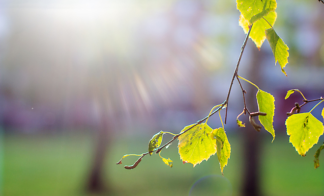 포토 JPG 해외이미지 나무 식물 디자인 계절 공원 백그라운드 단풍 잎 패턴 오렌지 자연 추상 건조 사람없음 야외 초록색 빛 컬러풀 햇빛 갈색 노란색 우주 환경 맑음 가을 나뭇가지 변화 황금 숲 9월 11월 질감 자작나무 10월 옛날 카피스페이스 해외포토 공공시설 컬러 컨셉 무늬 과일 날씨 태양 공백 날짜 생태계 파일형식 이미지허브