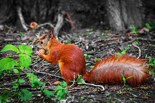 포토 JPG 해외이미지 나무 동물 1 응시 공원 유럽 야생동물 포유류 자연 생물 털 이끼 사람없음 야외 목재 빨간색 초록색 여름 갈색 회색 견과류 가을 바위 자신감 보호 설치류 숲 작음 모피 먹기 호기심 꼬리 다람쥐 멸종 솜털 내추럴 땅바닥 전국 개암 스코틀랜드 해외포토 식물 시선 계절 공공시설 열매 감정 나라 컬러 컨셉 재료 모션 영국 바닥 돌_바위 크기 생태계 파일형식 이미지허브