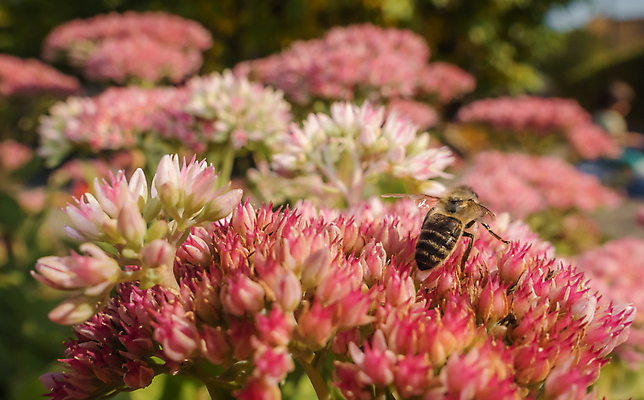 포토 JPG 해외이미지 식물 꽃잎 꽃 야생동물 음식 분홍색 곤충 백그라운드 밭 날개 자연 사람없음 야외 초록색 여름 빛 노란색 환경 정원 봄 모임 닫기 달콤 벌레 작음 수분 민들레 벌 수집 묘사 생물학 슛 꽃가루 꿀 찌르기 호박벌 해외포토 동물 계절 교육 컬러 농업 모션 맛 벌_곤충 크기 가루 생태계 파일형식 이미지허브